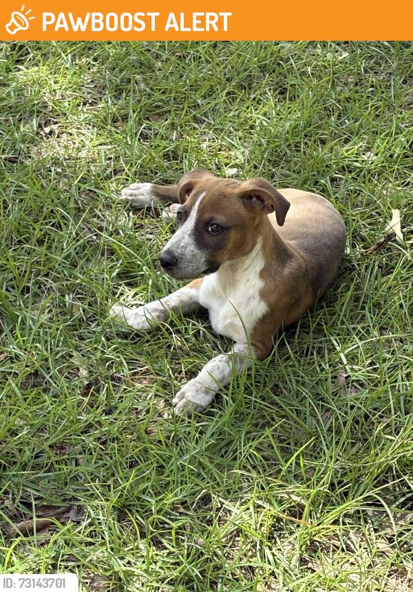 Found/Stray Female Dog last seen White ash road Molino fl, Escambia County, FL 32577