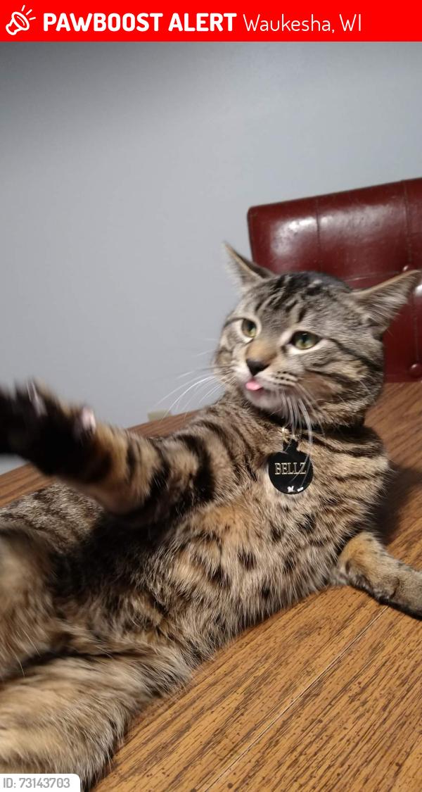 Lost Male Cat last seen Waukesha, WI, Waukesha, WI 53186