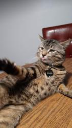 Lost Male Cat last seen Waukesha, WI, Waukesha, WI 53186