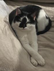 Lost Female Cat last seen Home, Marr, England 