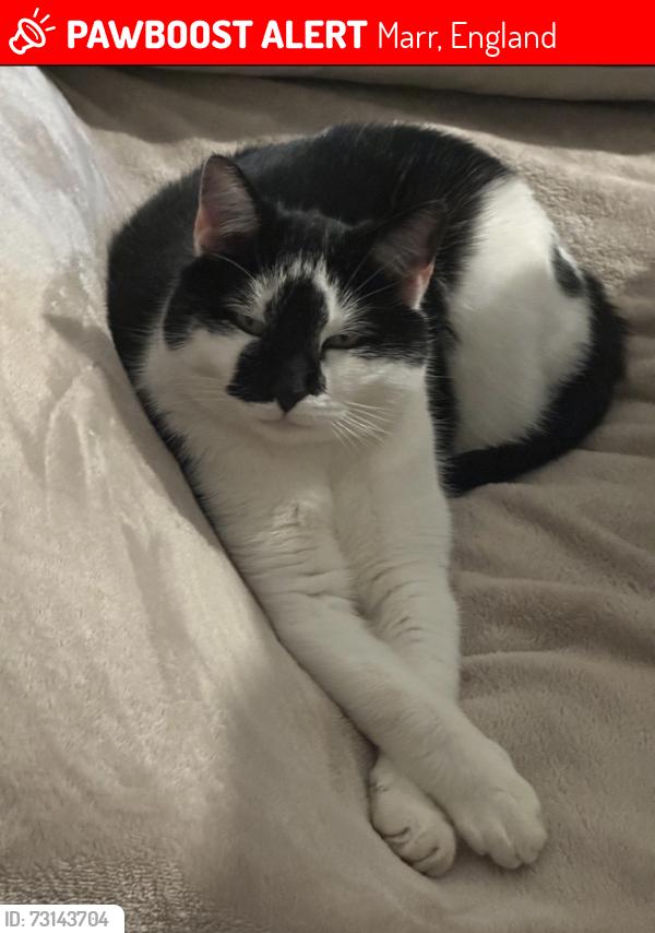 Lost Female Cat last seen Home, Marr, England 