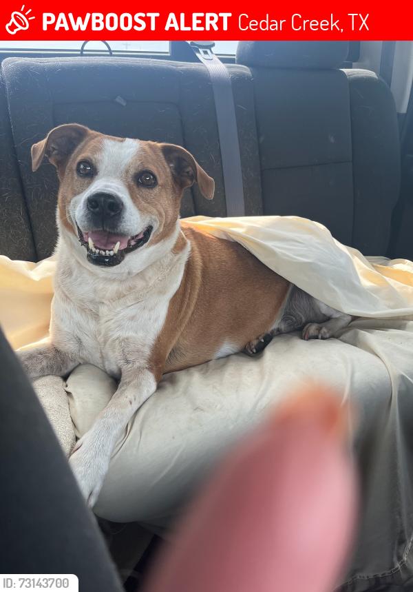 Lost Male Dog last seen Fidel's Auto Salvage, Cedar Creek, TX 78612