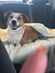 Lost Male Dog last seen Fidel's Auto Salvage, Cedar Creek, TX 78612