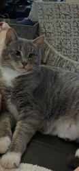 Lost Female Cat last seen 72nd St and 38th Ave, Kenosha, WI 53144