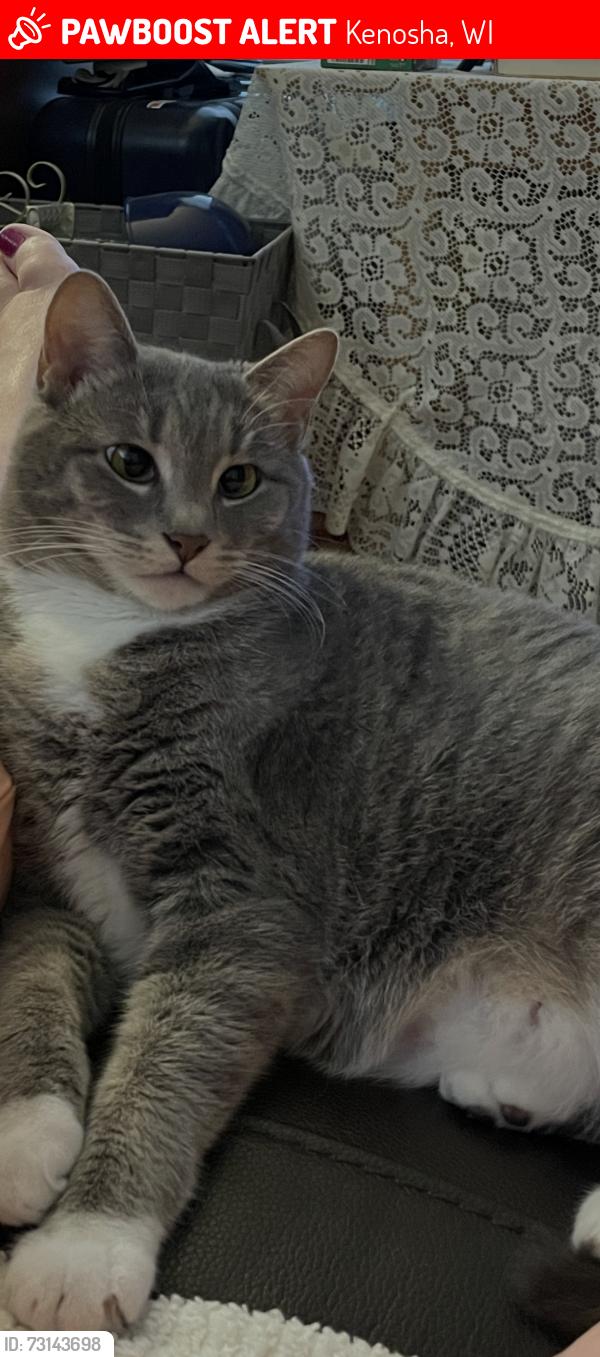 Lost Female Cat last seen 72nd St and 38th Ave, Kenosha, WI 53144