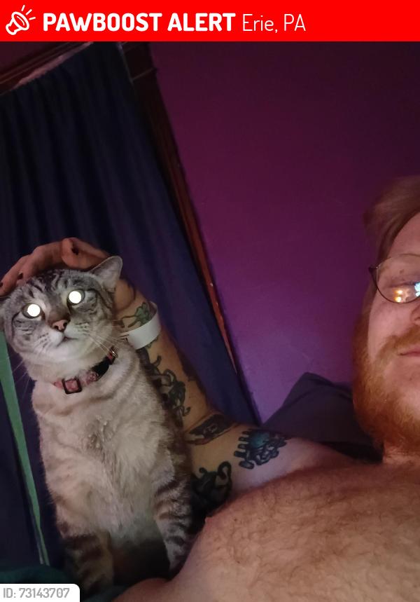 Lost Female Cat last seen Cherry, Erie, PA 16502
