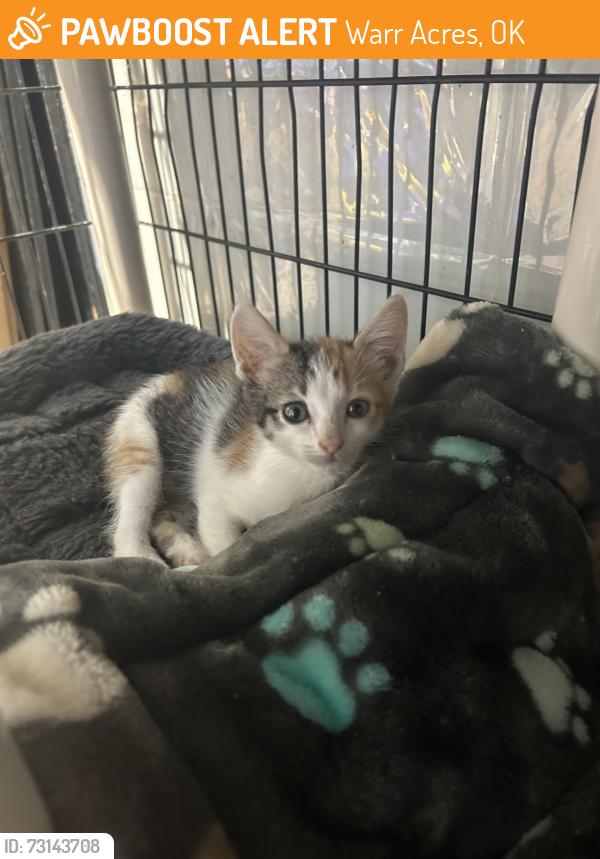 Found/Stray Female Cat last seen Near N Grove, Warr Acres, OK 73122