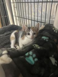 Found/Stray Female Cat last seen Near N Grove, Warr Acres, OK 73122