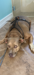Found/Stray Female Dog last seen East Terry street , Bonita Grande, Bonita Springs, FL 34135