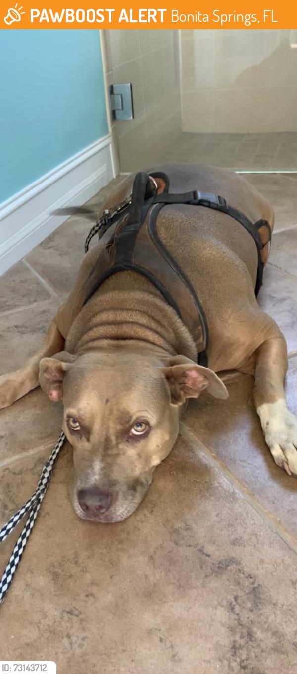 Found/Stray Female Dog last seen East Terry street , Bonita Grande, Bonita Springs, FL 34135