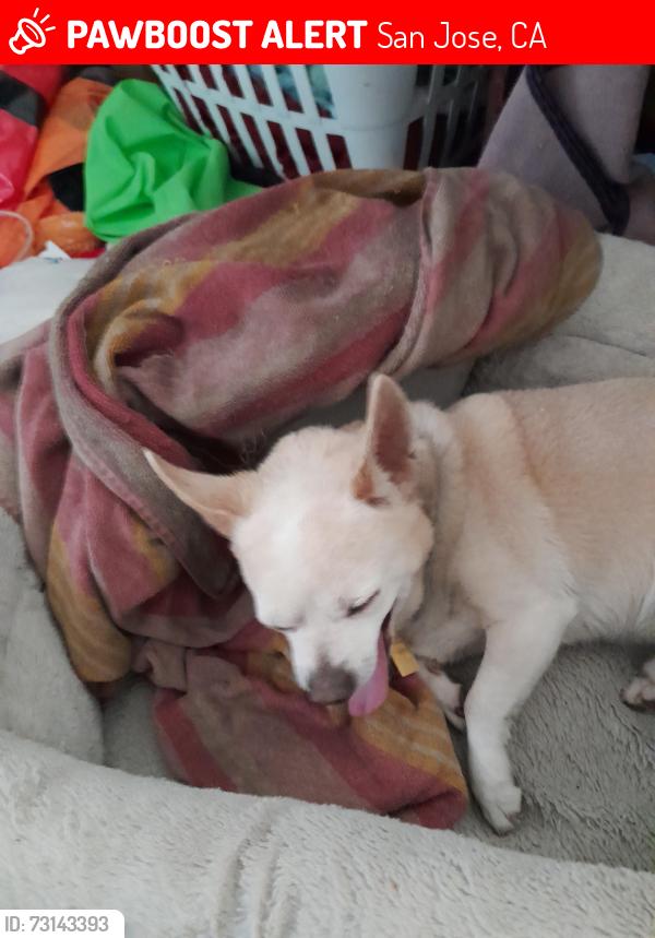 Lost Male Dog last seen Hyland Ave/Manning /White Rd /Alum Rock., San Jose, CA 95127