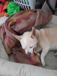 Lost Male Dog last seen Hyland Ave/Manning /White Rd /Alum Rock., San Jose, CA 95127