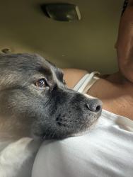 Lost Male Dog last seen Beverly Road and Beverly Blvd, Pico Rivera, CA 90660