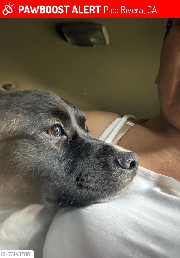 Lost Male Dog last seen Beverly Road and Beverly Blvd, Pico Rivera, CA 90660