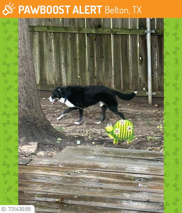 Found/Stray Male Dog last seen Loving Trail near Chisolm Trail in Dawson Creek, Belton, TX 76513