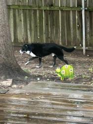Found/Stray Male Dog last seen Loving Trail near Chisolm Trail in Dawson Creek, Belton, TX 76513