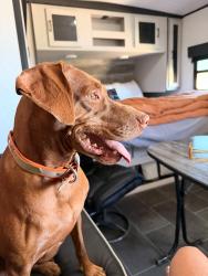 Reunited Female Dog last seen Hogle zoo, Salt Lake City, UT 84113