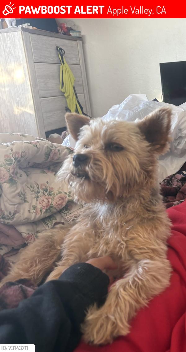 Lost Male Dog last seen Powhatan road, Apple Valley, CA 92308