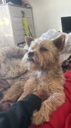 Lost Male Dog last seen Powhatan road, Apple Valley, CA 92308