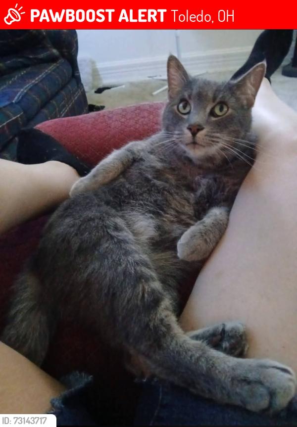 Lost Male Cat last seen White and Halstead area, Toledo, OH 43605