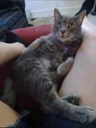 Lost Male Cat last seen White and Halstead area, Toledo, OH 43605