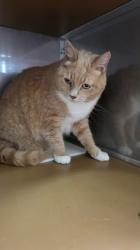 Shelter Stray Male Cat last seen , , CA, 1101 29th Ave, Oakland, CA 94601, USA