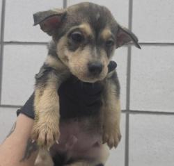 Shelter Stray Male Dog last seen Near GRUENTHER RD MOVI TX, COUNTY of El Paso, TX, 5001 Fred Wilson Ave, El Paso, TX 79906, USA