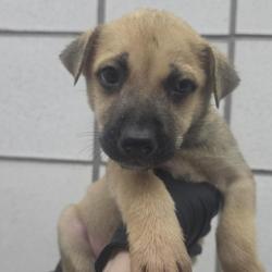 Shelter Stray Male Dog last seen Near GRUENTHER RD MOVI TX, COUNTY of El Paso, TX, 5001 Fred Wilson Ave, El Paso, TX 79906, USA