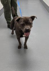 Shelter Stray Male Dog last seen Keller Public Library, Keller, TX, 330 Rufe Snow Dr, Keller, TX 76248, USA