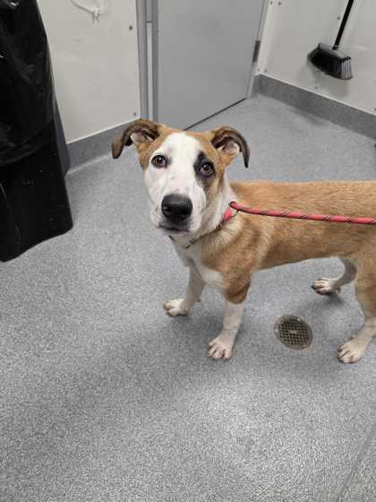 Shelter Stray Female Dog last seen Pigeon Forge, Pigeon Forge PD, TN, 1008 Old Knoxville Hwy, Sevierville, TN 37862, USA
