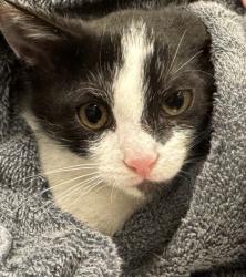 Shelter Stray Female Cat last seen Near Arthur Dr, Carmel City, IN, 10501 Hague Rd, Fishers, IN 46038, USA