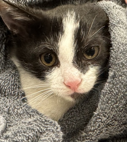 Shelter Stray Female Cat last seen Near Arthur Dr, Carmel City, IN, 10501 Hague Rd, Fishers, IN 46038, USA
