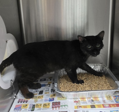 Shelter Stray Unknown Cat last seen Near Simmons Ford Rd, 29689, Anderson County, SC, 1320 US-29, Anderson, SC 29626, USA