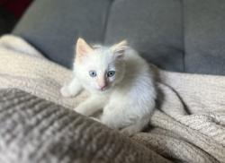 Shelter Stray Male Cat last seen Near Barclay st, 21218, MD, 301 Stockholm St, Baltimore, MD 21230, USA