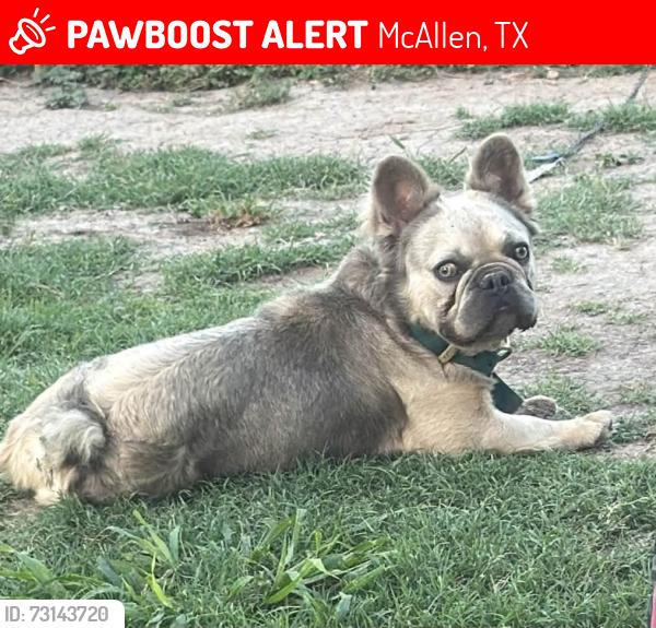 Lost Male Dog last seen McAllen, McAllen, TX 78503