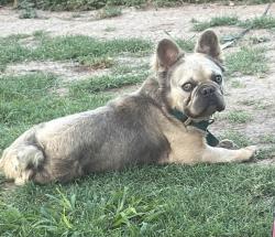Lost Male Dog last seen McAllen, McAllen, TX 78503