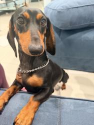 Reunited Male Dog last seen Chapultepec, Hallandale Beach, FL 33009