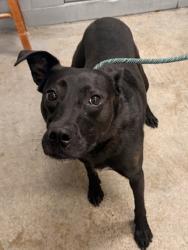 Shelter Stray Female Dog last seen Near Worthington, 1st District, OH, 9203 Detroit Ave, Cleveland, OH 44102, USA