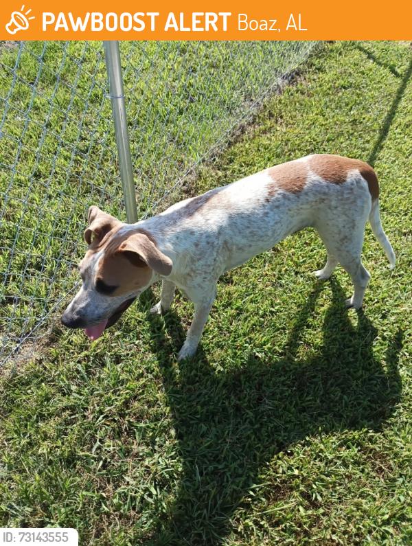Found/Stray Unknown Dog last seen Hambrick Rd, Boaz, AL 35957