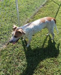 Found/Stray Unknown Dog last seen Hambrick Rd, Boaz, AL 35957