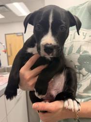 Shelter Stray Male Dog last seen Edgewater Beach, 1st District, OH, 9203 Detroit Ave, Cleveland, OH 44102, USA