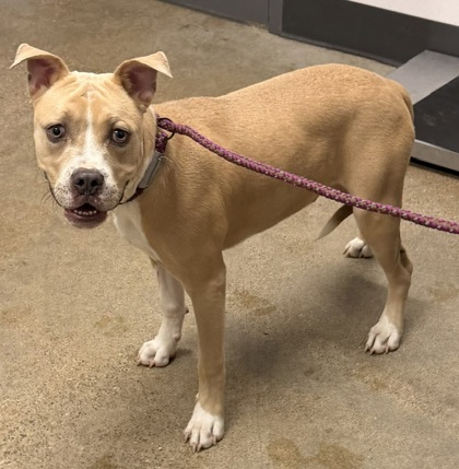 Shelter Stray Male Dog last seen Near Erwin, 1st District, OH, 9203 Detroit Ave, Cleveland, OH 44102, USA