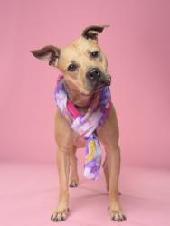 Shelter Stray Female Dog last seen Near Alridge ST, Atlanta, GA, 1251 Fulton Industrial Blvd NW, Atlanta, GA 30336, USA
