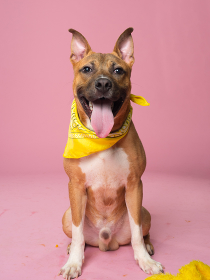 Shelter Stray Male Dog last seen 1075- 1 WOODLAND AVE NE Atlanta, 30324, GA, United, Atlanta,, 1251 Fulton Industrial Blvd NW, Atlanta, GA 30336, USA