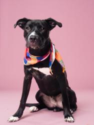 Shelter Stray Male Dog last seen Near W Manor, Atlanta, GA, 1251 Fulton Industrial Blvd NW, Atlanta, GA 30336, USA
