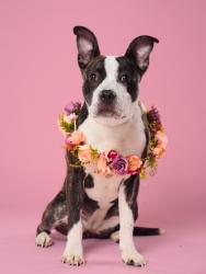 Shelter Stray Female Dog last seen Norwood Road SE, Atlanta, GA, 1251 Fulton Industrial Blvd NW, Atlanta, GA 30336, USA
