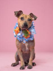 Shelter Stray Male Dog last seen Near Kipling St, Atlanta, GA, 1251 Fulton Industrial Blvd NW, Atlanta, GA 30336, USA