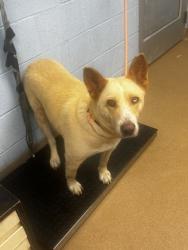 Shelter Stray Female Dog last seen Near Covington Hwy F, Decatur, GA 30035, 30035, GA, 3280 Chamblee Dunwoody Rd, Chamblee, GA 30341, USA