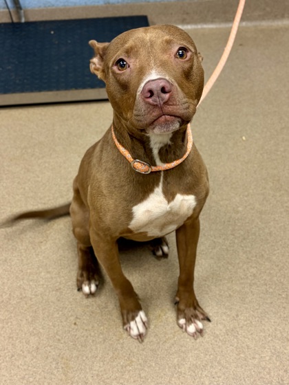 Shelter Stray Female Dog last seen Near Linecrest R, 30294, GA, 3280 Chamblee Dunwoody Rd, Chamblee, GA 30341, USA