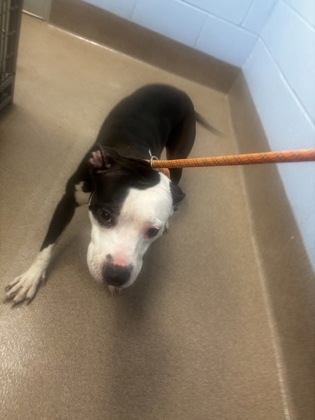 Shelter Stray Female Dog last seen Near Henrico Road Conley, 30288, 30288, GA, 3280 Chamblee Dunwoody Rd, Chamblee, GA 30341, USA